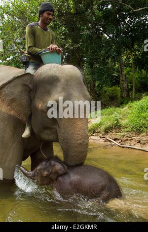 Indonesia Sumatra Island Aceh province Sampoiniet Mahut member of Conservation Response Unit for protection of Sumatran elephants giving bath to an elephant female and its baby Stock Photo