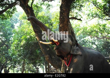 India Bihar state Patna Sonepur Sonepur Mela Cattle Fait (largest in Asia) elephant shouting Stock Photo