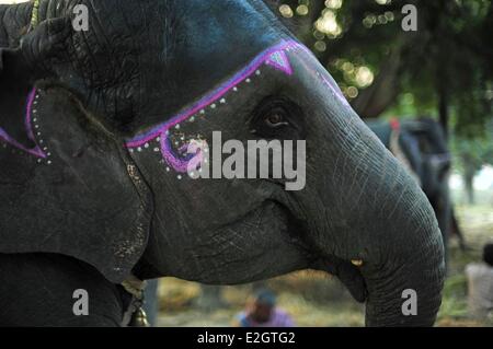 India Bihar state Patna Sonepur Sonepur Mela Cattle Fait (largest in Asia) elephant market Stock Photo