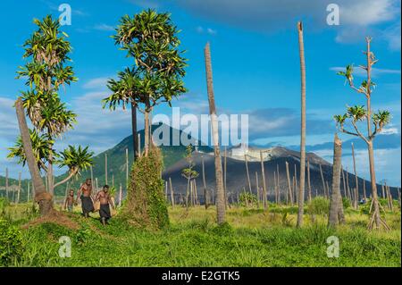 Papua New Guinea Bismarck Archipelago Gazelle peninsula New Britain island East New Britain province Rabaul Matupit village palm trunk calcined following eruption of volcano in caldera Tavurvur Stock Photo