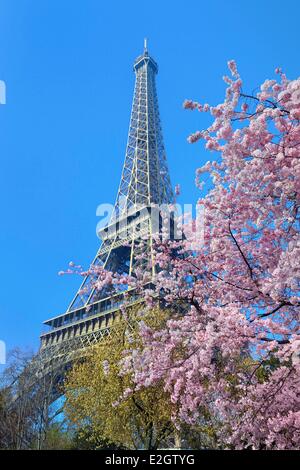 France Paris Eiffel tower and Prunus sp. in blossom Stock Photo