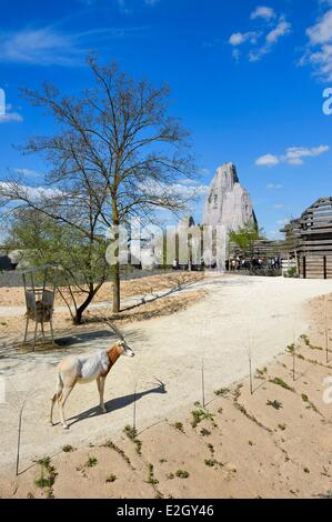 France Paris Paris Zoological Park (Zoo de Vincennes) Scimitar-horned oryx (Oryx dammah) in Sahel-Sudan biozone in background Grand Rock that is landmark of zoo since 1934 Stock Photo