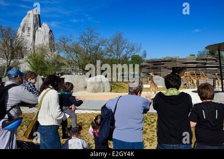 France Paris Paris Zoological Park (Zoo de Vincennes) group of sixteen giraffes (Giraffa camelopardalis) in Sahel-Sudan biozone in background Grand Rock that is landmark of zoo since 1934 Stock Photo