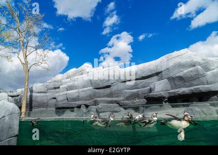 France Paris Paris Zoological Park (Zoo de Vincennes) Humboldt Penguin (Spheniscus Humboldti) in cold coastal environment reconstitued by rip rap surrounding basin Patagonia biozone Stock Photo