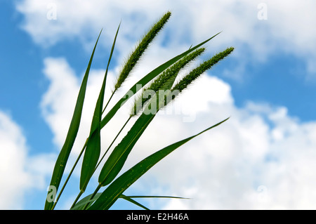 Small group of millet stalks blowing gently in a soft breeze under a cloudy summer day. Stock Photo