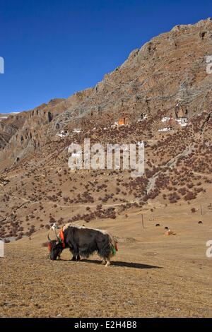 China Tibet YeRM-Ea valley,yak and Drak YeRM-Ea monastery and meditation caves Stock Photo
