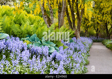 Beautiful garden pathway with laburnum trees (Golden Chain), ferns, hostas, & bluebells. At van Dusen Botanical Garden Vancouver Stock Photo