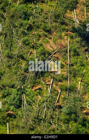 Schellenberger Wald, forest with storm damage caused on 9 June 2014, aerial view, Essen, Ruhr Area, North Rhine-Westphalia