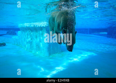 Polar Bear (Ursus maritimus) adult, submerged in water, Singapore Zoo, Singapore Stock Photo