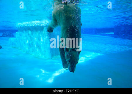 Polar Bear (Ursus maritimus) adult, submerged in water, Singapore Zoo, Singapore Stock Photo