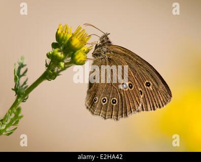 Ringlet (Aphantopus hyperantus) sucking nectar, Lower Saxony, Germany Stock Photo