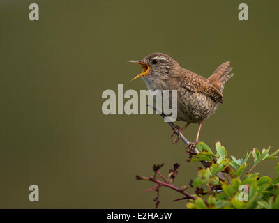 Eurasian Wren (Troglodytes troglodytes), Texel, West Frisian Islands, province of North Holland, Holland, The Netherlands Stock Photo