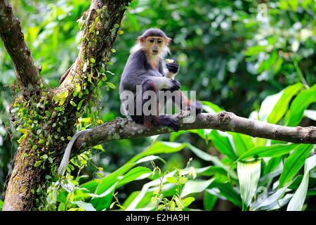 Douc Langur or Red-shanked Douc (Pygathrix nemaeus), subadult, on tree, feeding, Asia Stock Photo