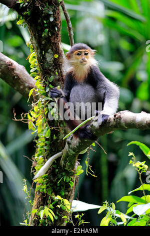 Red-shanked Douc or Douc Langur (Pygathrix nemaeus), subadult, on tree, Asia Stock Photo