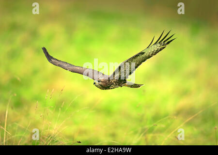 Buzzard (Buteo buteo), adult, in flight, Eifel, Germany Stock Photo