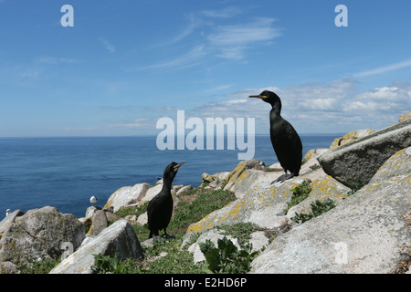 Two shags stand on rocks on Great Saltee Island in Wexford, Ireland. Stock Photo