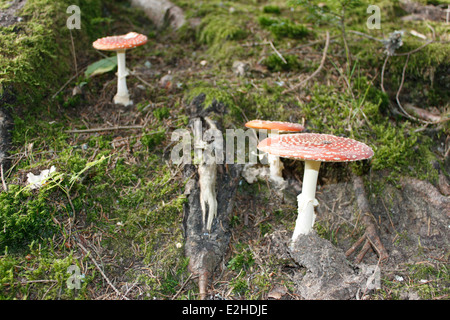 Mushrooms in the french forest of chartreuse alps Stock Photo