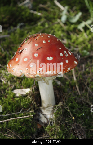 Mushrooms in the french forest of chartreuse alps Stock Photo