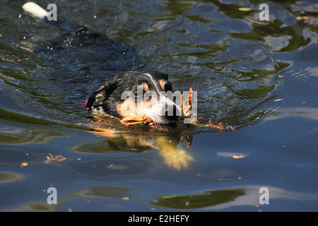 Swimming dog with stick Stock Photo