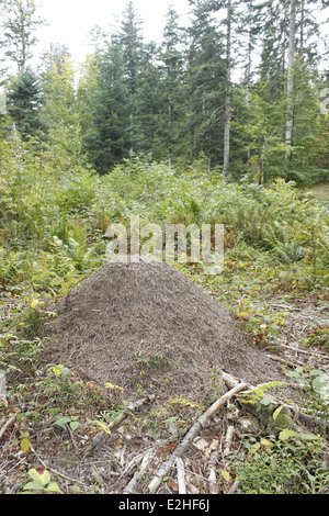 Mushrooms in the french forest of chartreuse alps Stock Photo