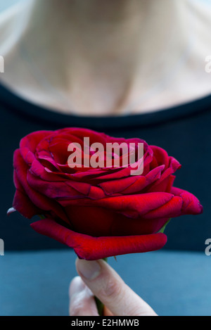 Woman holding single rose, cropped Stock Photo