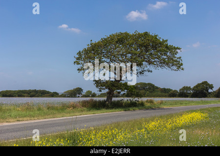 Flax field, Hayling Island, Hampshire, England, UK Stock Photo