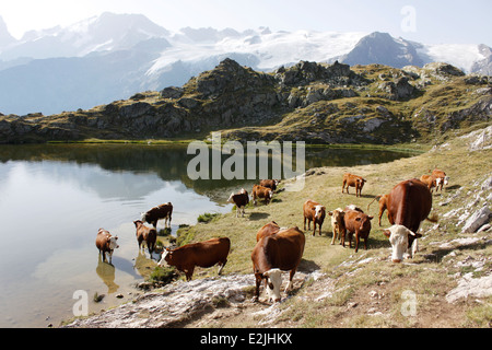 Cows near a lake, on le plateau d Emparis, Massif de l Oisans, near the natural park of les Ecrins, Isere, Rhone Alpes, France Stock Photo