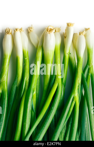 fresh spring onion on white background Stock Photo