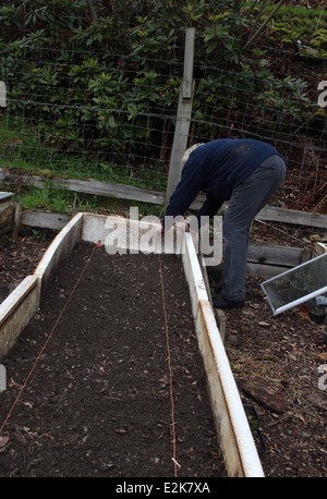 Planting pregerminated parsnip seeds step 2 mark out the bed using a garden line Stock Photo