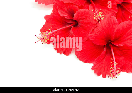 Beautiful red Hibiscus flower, isolated on a white background Stock Photo