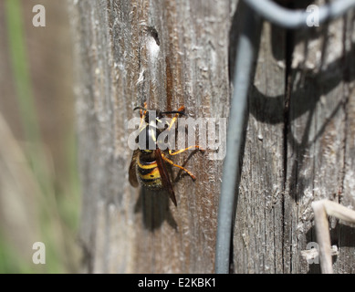 Vespula vulgaris Common wasp queen collecting wood pulp for nest building Stock Photo