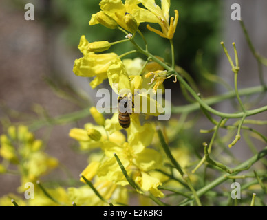 Apis mellifera Honey bee taking nectar from kale flowers Stock Photo