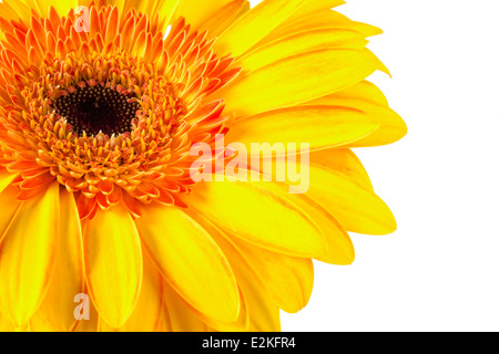 Bright yellow and orange gerbera on white Stock Photo