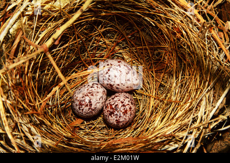 Songbird nest with three eggs Stock Photo