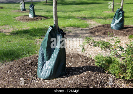 Young newly-planted trees with slow-release watering bag, New York, USA, June 18, 2014, © Katharine Andriotis Stock Photo