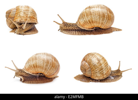 Garden snail isolated on white background. Set of snails. Stock Photo
