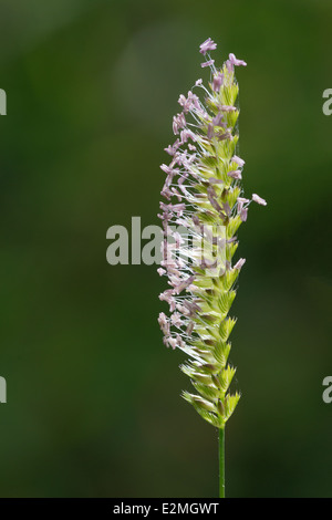 A Crested Dogs-tail Grass (Cynosurus cristatus) flowers on Collard Hill, Somerset Stock Photo