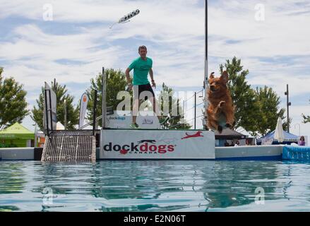 Toronto, Canada. 21st June, 2014. A dog dives in a pool for a toy, thrown by its owner during the 2014 DockDogs World Qualifying Championships of the 2014 Waterfront Festival in Toronto, Canada, June 20, 2014. The three-day competition attracted over 130 dogs coming with their owners from Canada and the United States. Credit:  Xinhua/Alamy Live News Stock Photo