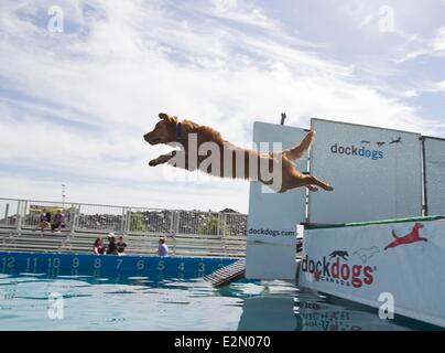 Toronto, Canada. 21st June, 2014. A dog dives in a pool during the 2014 DockDogs World Qualifying Championships of the 2014 Waterfront Festival in Toronto, Canada, June 20, 2014. The three-day competition attracted over 130 dogs coming with their owners from Canada and the United States. Credit:  Xinhua/Alamy Live News Stock Photo