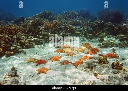 Many starfish, Oreaster reticulatus, underwater in a coral reef Stock Photo