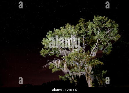 Karnack, Texas, USA. 27th Aug, 2013. A bald cypress tree draped in Spanish moss is illuminated at night in Mill Pond at Caddo Lake State Park in Karnack, Texas. © Ashley Landis/ZUMA Wire/ZUMAPRESS.com/Alamy Live News Stock Photo