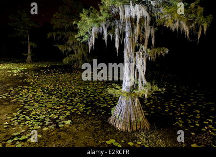 Karnack, Texas, USA. 27th Aug, 2013. Bald cypress trees draped in Spanish moss and water lilies are illuminated at night in Mill Pond at Caddo Lake State Park in Karnack, Texas. © Ashley Landis/ZUMA Wire/ZUMAPRESS.com/Alamy Live News Stock Photo