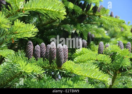 Korean fir growing in  southern Finland Stock Photo