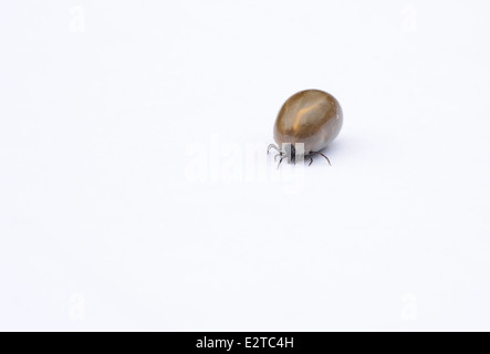 Castor bean tick (Ixodes ricinus) on a white background. Female after feeding on the blood of a dog. Stock Photo