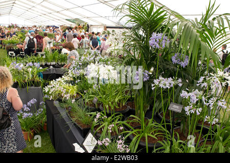 Blenheim Palace, Oxfordshire, UK. 21st June, 2014. Visitors admiring some of the exhibits at the Blenheim Flower Show in Oxfordshire. Credit:  Ric Mellis/Alamy Live News Stock Photo