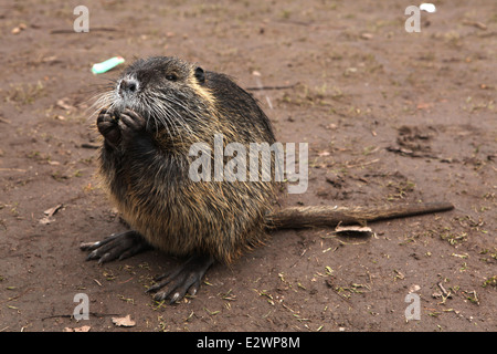 Coypu or nutria (Myocastor coypus) inhabiting the Jiraskovy Gardens in Hradec Kralove, Czech Republic. Stock Photo