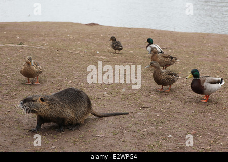 Coypu or nutria (Myocastor coypus) and ducks inhabiting the Jiraskovy Gardens in Hradec Kralove, Czech Republic. Stock Photo