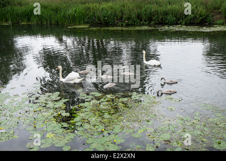 Mute swan family on River Cam Stock Photo