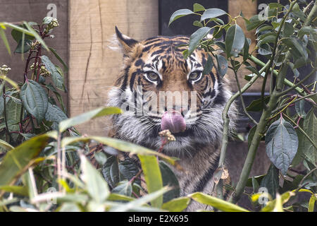 'Tiger Territory', a new tiger enclosure opens at the London Zoo. The Sumatran Tigers, Jae Jae and Melati, Europe's most importa Stock Photo