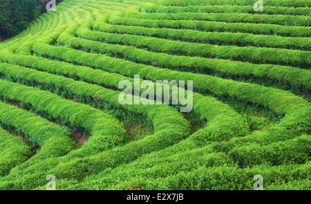 The green tea fields of Boseong, South Korea. Stock Photo